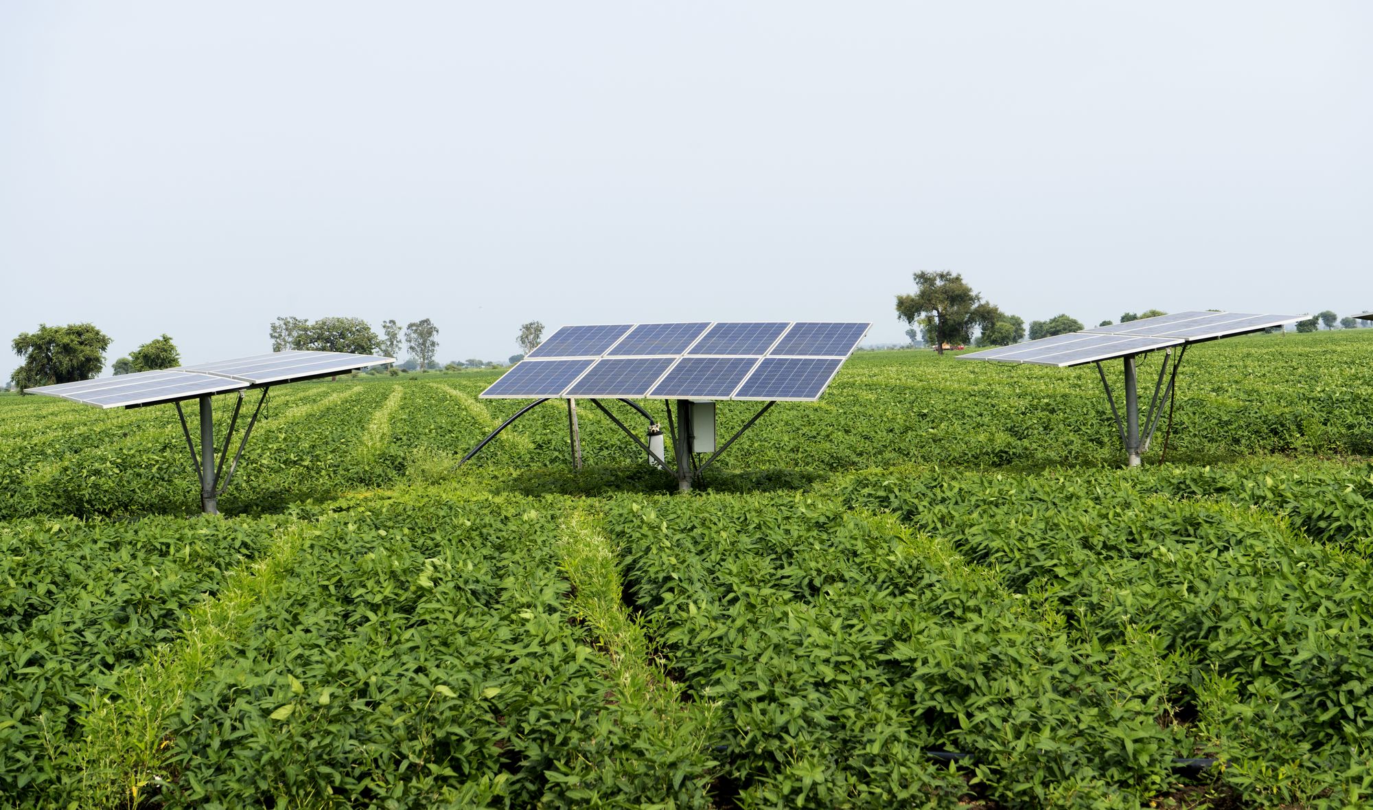 Agrivoltaics: raised solar panels above a green soybean field in India
